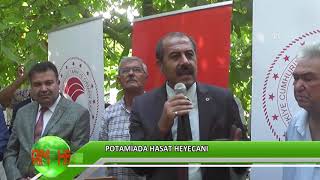 Yeni Ceviz Türünde Hasat Heyecanı