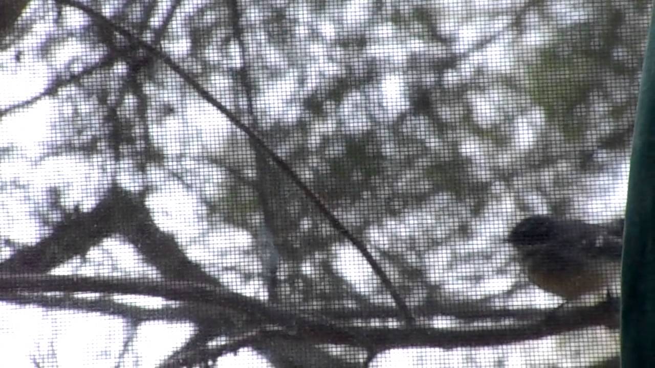 Little bird outside my window. YouTube