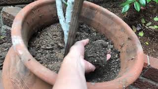 Fathers Day Cuttings - GIFT IDEA FOR DAD (Dividing My Grandfathers Pencil Plant)