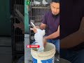 #কবুতরেরগোসল #najpigeonlover #pigeon #shorts