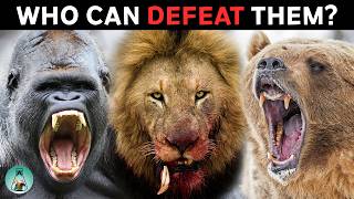 Who Can Defeat the Worlds Deadliest Predators?