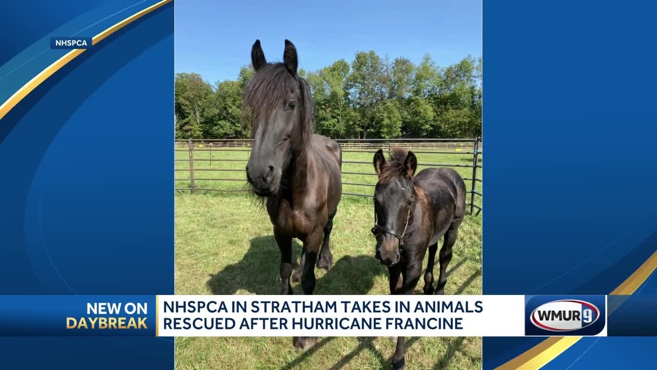 NHSPCA in Stratham takes in animals rescued after Hurricane Francine