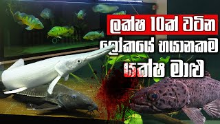 දත් පාරට ලේ විද්දා  නැවතුනේ හොස්පිටල් එකෙන් | Pet Talk | Monster Fish