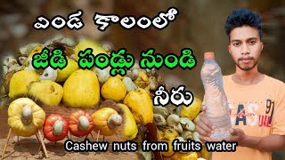 Cashew Nuts Fruits From Water ఎండా కాలంలో జీడి పళ్లు water. Nature Healthy Fruit Water