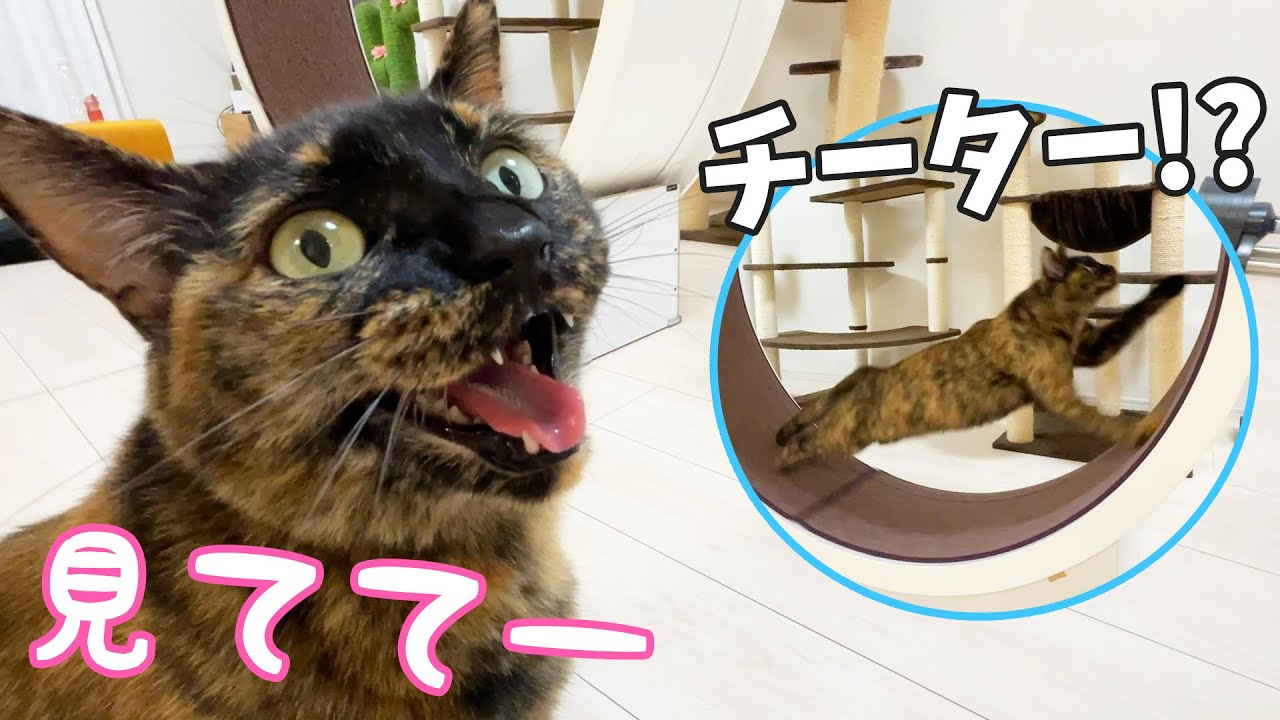 【神回】回し車でこんな速く走る猫見たことある！？