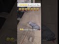 ببغاء لسانه وصخ