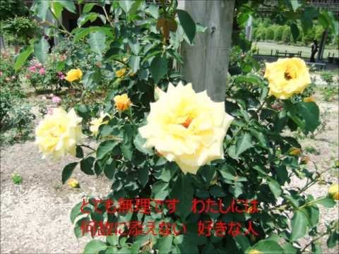 酔酒恋　歌手：横内じゅん　COVER3271