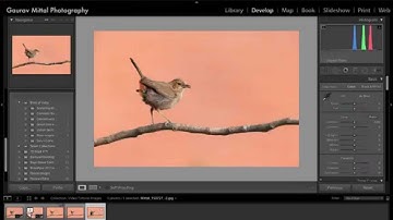 Post Processing Tips for Bird Photography