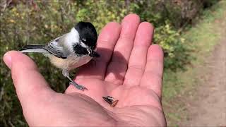 Friendly Chickadees