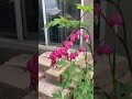Bleeding hearts update #gardening #flowers #spring #perennial #bleedingheart #utah
