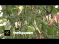 4K UHD 60fps - Savannah Sparrow (Passerculus sandwichensis) feeding on branches and leaves