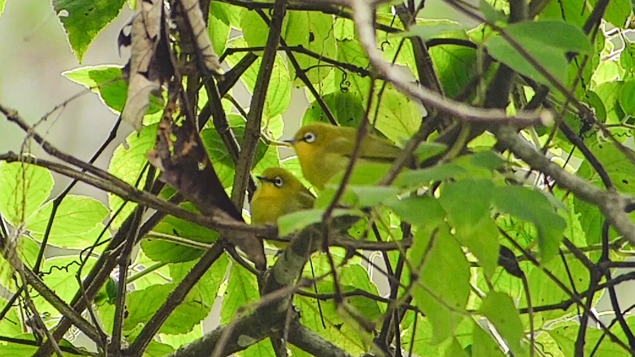 White eye Oriental 064 