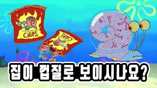 비키니시티 반려동물에 대한 사실들