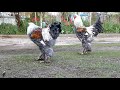 CHICKEN BREEDS - Two young Brahma BSO Roosters in the yard - AGROKOTA.GR