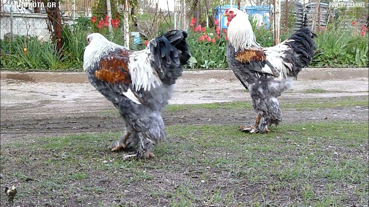 CHICKEN BREEDS - Two young Brahma BSO Roosters in the yard - AGROKOTA.GR 