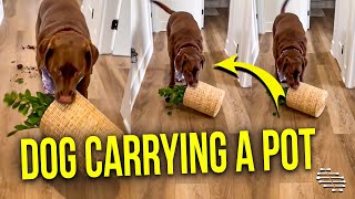 Dog Carrying a Pot in Its Mouth While Heading Toward Momma