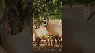 This is An Extinct Animal