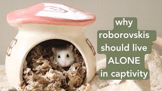 Why roborovski hamsters should live alone in captivity