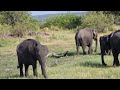Minneriya National Park #elephant #visitsrilanka