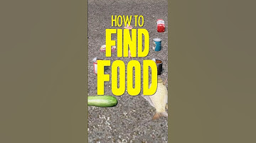 How To Find Food in DayZ 🍎