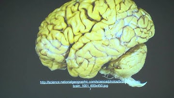 Brain Brawn and Behaviour by K. VijayRaghavan