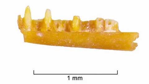 ENHM Micro Fossil Processing