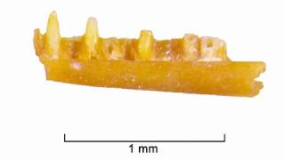 ENHM Micro Fossil Processing