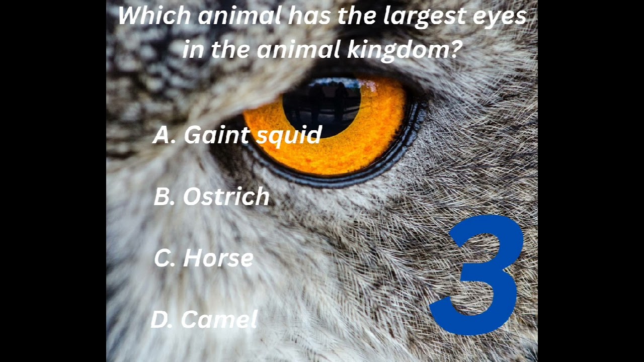 Which animal has the largest eyes in the animal kingdom? 