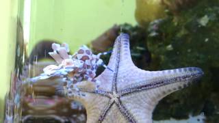 Harlequin Shrimp Feeding On Chocolate Chip Starfish