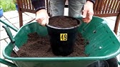 HGV Organic Carrots grown in buckets sown at weekly intervals. Easy home grown veg. - YouTube