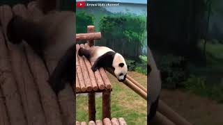 When A Panda Launches The Slide