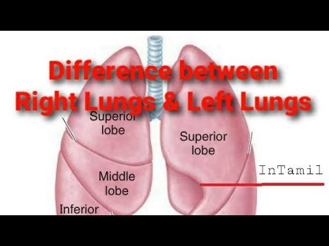 Different between Right Lungs and Left Lungs | Anatomy of Lungs | In ...