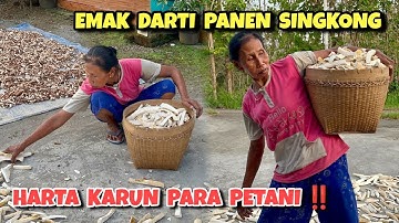 Emak Darti panen singkong gaplek ‼️ Musim panen petani di Blitar