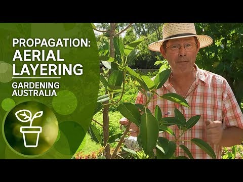 Video: Naranjilla luftlagsforplantning – kan du forplante Naranjilla ved lagdeling