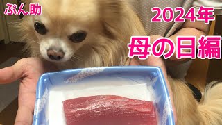 【ぷん助】2024年 母の日編マグロにチャレンジしてみましたワン