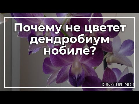 Почему не цветет дендробиум нобиле? | toNature.Info