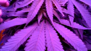 A Bud & A Bowl Show Growing Hydroponic Indoor Medical Marijuana DWC in Oregon Forbidden Fruit