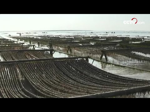 וִידֵאוֹ: צמחי ים סיניים - איך מגדלים ים