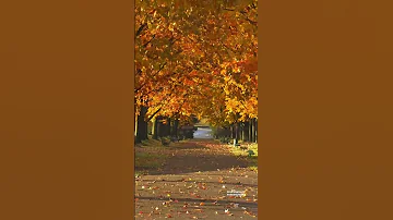 Autumn Relaxingmusic Calmingmusic پاییز موزیک آزادی 