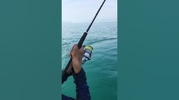 Shore jig game + lure sea game ( Baracuda )