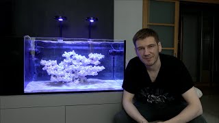 Запуск морского аквариума для новичков с нуля