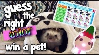 How To Get A Hamster Ball In Adopt Me Herunterladen - hamsters in the house roblox animal house pets online