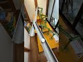 Marble Run (Marble Run using pipe slope items and a "shishiodoshi" water dispenser) #1 #ASMR