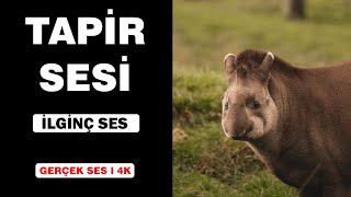 Gerçek Tapir Sesleri Yüksek Kalite İlginç Tapir Sesi Deneyimi 4K Resimi