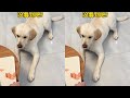 Dog: Thank goodness I was quick! Otherwise, I wouldn't have gotten it! #Labrador