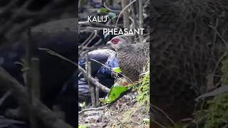 Kalij Pheasants - The Ground-dwelling Foragers | Jim Corbett National Park |#wildlife #conservation
