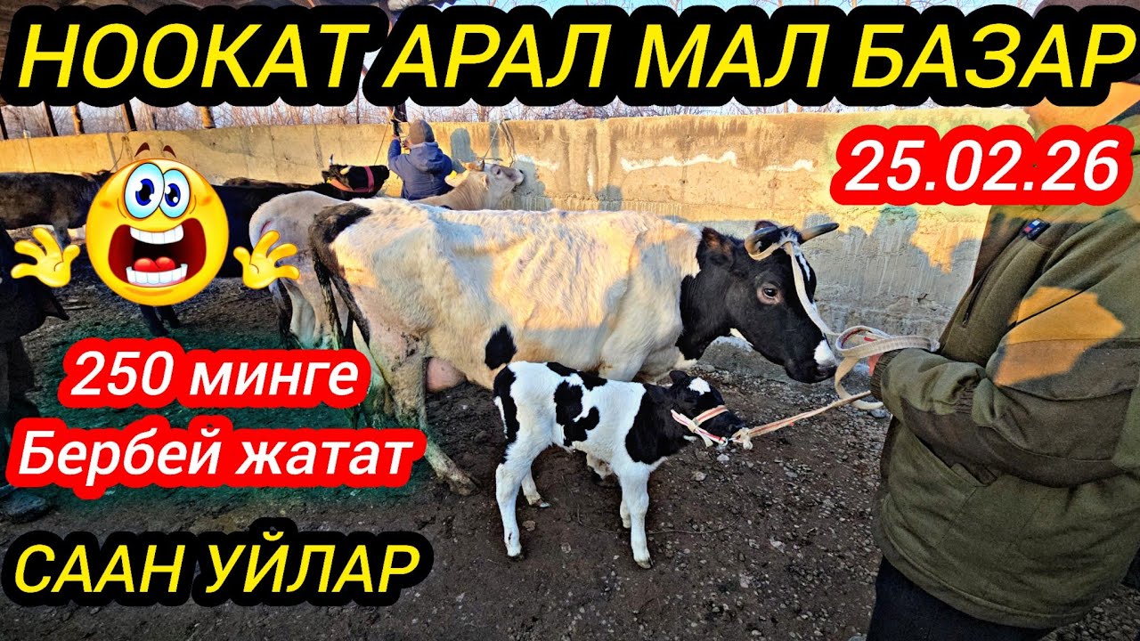 НООКАТ АРАЛ  МАЛ БАЗАР СААН УЙЛАР 250 МИНГЕ БЕРБЕЙ ЖАТАТ #байкж 