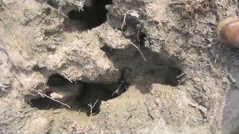 Hearts Gopher Service Video