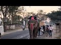 300km journey with elephant 🤯