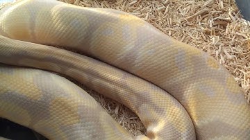 Ball Python collection just a few